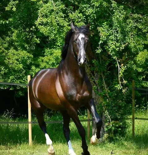 Domaine De Valmeray Holiday home *